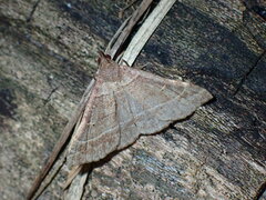 Renia flavipunctalis