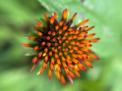 Echinacea purpurea