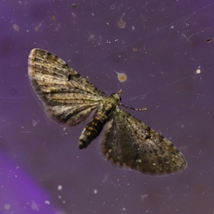 Eupithecia