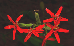 Silene regia