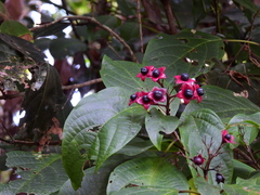 Clerodendrum longiflorum glabrum