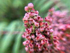 Rhus copallinum