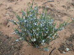 Cyanothamnus coerulescens