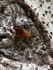 Parcoblatta pennsylvanica