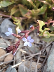 Plumbago caerulea