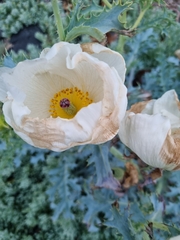 Argemone subfusiformis