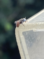 Anthophorula