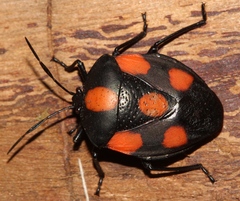 Brachystethus rubromaculatus