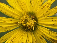 Silphium laciniatum