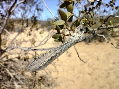 Acanthaclisini