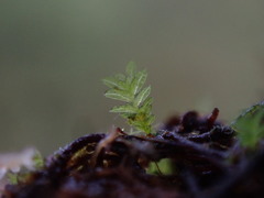 Fissidens bryoides
