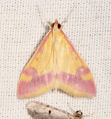 Pyrausta scurralis