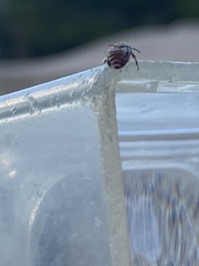 Anthophorula