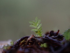 Fissidens bryoides