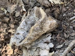 Coriolopsis gallica
