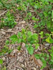 Rubus parvifolius
