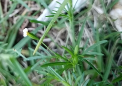 Tagetes filifolia
