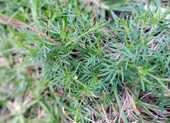 Tagetes filifolia