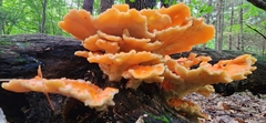 Laetiporus cincinnatus