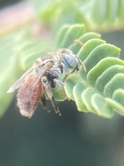 Anthophorula