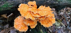 Laetiporus cincinnatus