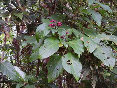Clerodendrum longiflorum glabrum