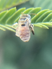Anthophorula