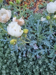 Argemone subfusiformis