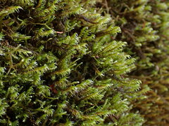 Racomitrium lawtonae