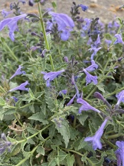 Nepeta sibirica