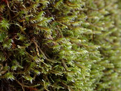 Racomitrium lawtonae