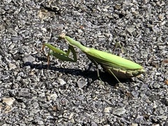 Mantis religiosa