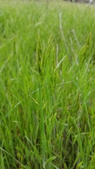 Bromus hordeaceus