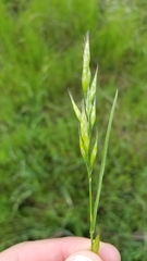 Bromus hordeaceus