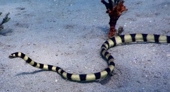 Hydrophis coggeri
