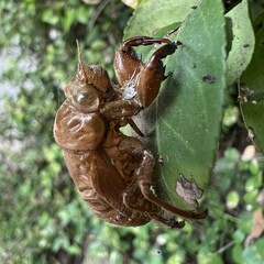 Graptopsaltria nigrofuscata