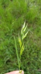 Bromus hordeaceus