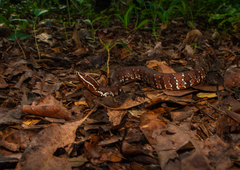 Agkistrodon russeolus