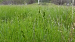 Bromus hordeaceus