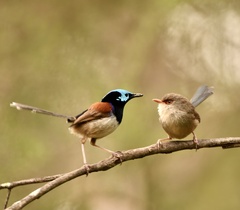 Malurus lamberti