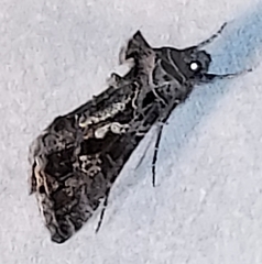 Chrysodeixis includens