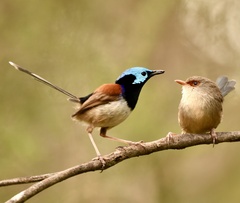 Malurus lamberti
