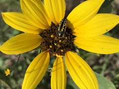 Acmaeodera scalaris