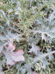 Argemone subfusiformis