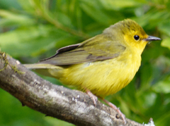 Setophaga citrina
