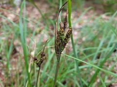 Carex stricta