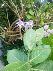 Calotropis gigantea
