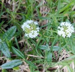 Spermacoce verticillata