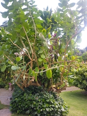 Calotropis gigantea