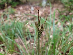 Carex stricta
